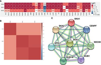 Immunological role and prognostic value of the SKA family in pan-cancer analysis